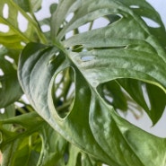 몬스테라 아단소니 키우기 쉬운 공기정화식물 베란다가드닝 거실 실내 화분 플랜테리어