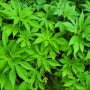 단풍잎돼지풀(생태계 교란식물)