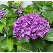 수국 종류 별수국 보라색 핑크 색깔에 따른 꽃말 6월 여름꽃 개화시기 키우기