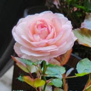 미니 에덴 로즈 Mini Eden Roses