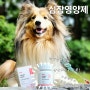 강아지 면역력 영양제, 본아페티 하트캡스 강아지 심장영양제