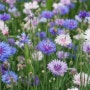 수레국화와 양귀비 꽃