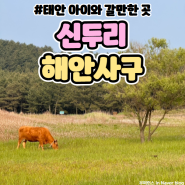 아이와 함께 태안 갈만한곳 2살 7살신두리해안사구