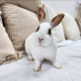 토끼입양홍보) 5월 꾸시꾸시 : 네이버카페-풀토동 : 약100마리 귀여운 토끼의 가족을 찾습니다!