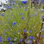 보라색꽃 독일수레국화 5~6월에 피는 여름꽃키우기(씨앗,파종,꽃말)