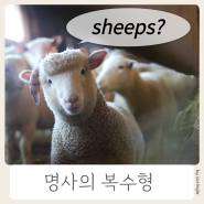 sheep 복수형, mouse 복수형,셀 수 있는 명사, 문법