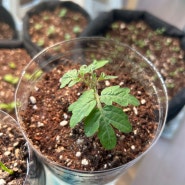 베란다 텃밭 | 방울토마토 한 달간의 성장기 (씨앗부터 시작!!)