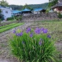 [농사일기]5월 밭농사-들깨 모종 심기,마늘쫑 뽑기外(방천가족족발 칠곡직영점)