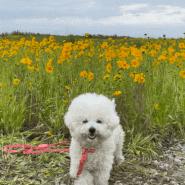 전주근교드라이브 : 군산장자도,신시도 금계국꽃밭 강아지랑 당일치기로 놀러가기