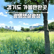 경기도 광명햇살광장 유채꽃 개화 상태