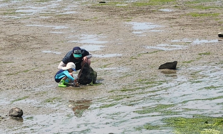 부산 강서구 명지 신호동 아이랑 갯벌체험 주말 나들이...