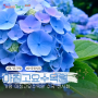 가평 아침고요수목원 수국전시회 서울근교 6월 꽃구경 입장료 수국개화시기