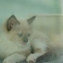학산동고양이분양 도로시펫 브리티쉬숏헤어 귀여운 동공확장