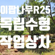 이팝나무 R25 독립수형 준대목 작업상차 대목화