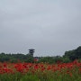 5월의 광교 양귀비꽃밭과 광교호수 프라이브루크전망대