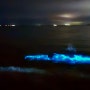 [국내여행] 충남 서천 춘장대 해수욕장 야광충(Sea sparkle) 출몰 - aka 바다의 오로라 <2024.05.31.>