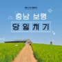 [국내] 대전 근교 보령 당일치기 코스_죽도 상화원, 천북청보리밭, 보령 충청수영성