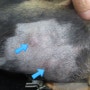 강아지 다발성 지방종 / 노령견 지방종 수술