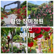 5월 경남여행 : 함안 가볼만한곳 : 장미정원 무인 북카페