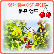 6월에 떠난 영화 밀수 OST 주인공 앵두