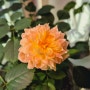 에버로즈 레몬버블 2차개화와 작은 장미 삽목이 그리고 대구 꽃 박람회에서 데려온 새 식구