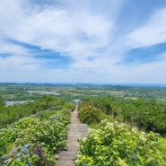 제주도 산수국 천국의계단 제주 동쪽 오름 영주산