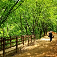 주말에 뭐하지 대전 계족산 황톳길 나들이 숲속음학회까지 산책길이라 아이랑 갈만한곳