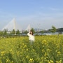 구리한강공원 구리 유채꽃 축제 일주일 지나서 방문한 후기
