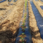 농사짓기-옥수수 참외 방울토마토