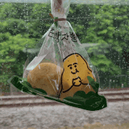 [춘천 카페] 춘천여행 필수 코스 감자밭에 감자빵 먹으러 방문했어요 시그니처 메뉴 택배 포장도 가능