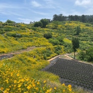 [6월가볼만한곳] 경남 거제 지세포성(지세포진성꽃동산), 너무나 아름다운 꽃동산!