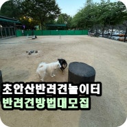 6월에 가보는 서울 초안산반려견 놀이터와 반려견 방법대 모집