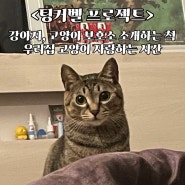 [팅커벨 프로젝트 후기] 강아지, 고양이 보호소 추천 (feat. 고양이 유튜브 쫀떡이)