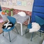 대전 둔산동 고양이 카페 - 냥다방 ! 귀엽고 예쁜 고양이들과 함께해요 둔산동 실내 데이트, 놀거리