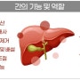 간의 기능과 역할