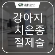 강아지 치은종 절제술= 예담동물병원 (대전동물병원/유성동물병원)