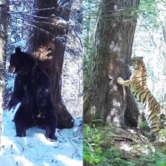 (러시아) 호랑이와 곰의 관계에 관한 논문
