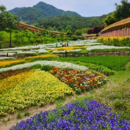 부산근교 꽃구경 가볼만한 곳 경남 산청 약초테마공원
