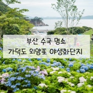 6월 부산 수국 명소 바다가 보이는 가덕도 외양포 야생화단지 개화상황