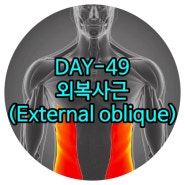 덕이동재활 DAY-49 외복사근(배바깥빗근, External oblique) 교하재활