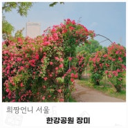 서울 장미터널 양화 한강공원 장미 신상 핫플 여의나루역 장미터널 실시간 비교