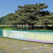 700년 역사의 세금 납부 소나무, 예천 천향리 석송령 특별 개방