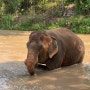 치앙마이 여행 (2) - 코끼리보호구역투어, 치앙마이 대학교 야시장