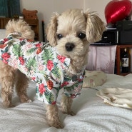 강아지 여름휴가패션 [위드레오 강아지 하와이안 셔츠] 귀엽고 시원한 디자인