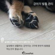 [강아지 발톱 깍는 주기]반려견 발톱 관리하는 않았을때 문제점