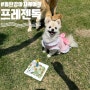 [동탄] 동탄강아지케이크 "프레젠독" 반려견 생일파티