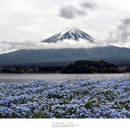 [Mt.Fuji, 富士山] 계절의 경계, 네모필라, 초여름 후지산