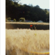 [Leica M10-P] 봄의 끝, 여름의 시작