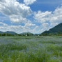 양산 6월 가볼만한 곳 황산공원 수레국화와 양귀비, 걷기 좋은 길 강변산책로