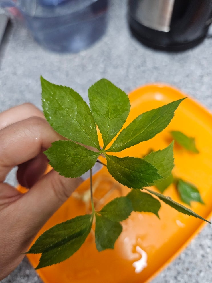 자연산 산삼 효능,명현반응 그리고 맛은?? : 네이버 블로그